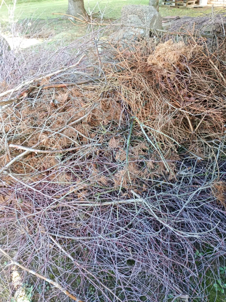 Oddam gałęzie do rębaka. Możliwość zrebowania na miejscu.