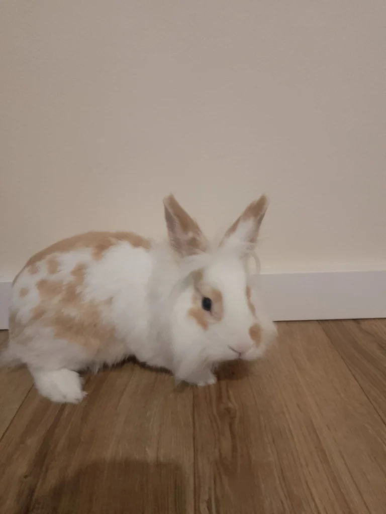 Królik miniaturka