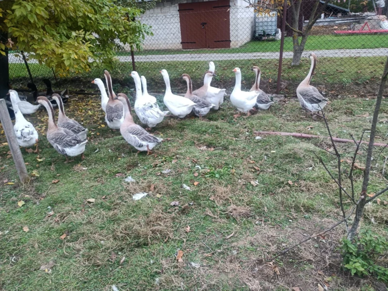 Sprzedam gęsi kołudzkie i kubańskie