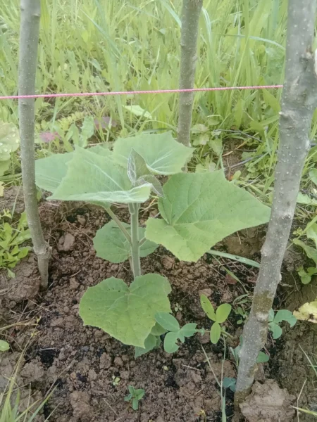 Sadzonki paulowni SCHANG TONG