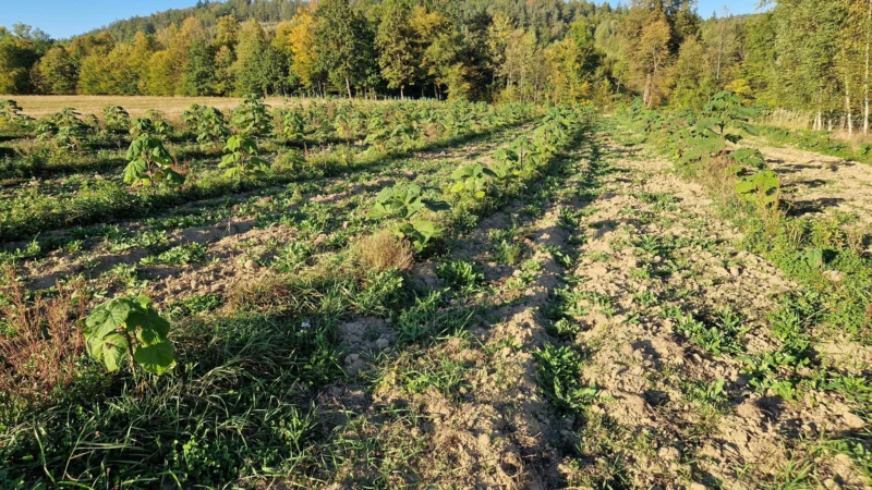 Korzeń paulowni SCHANG TONG