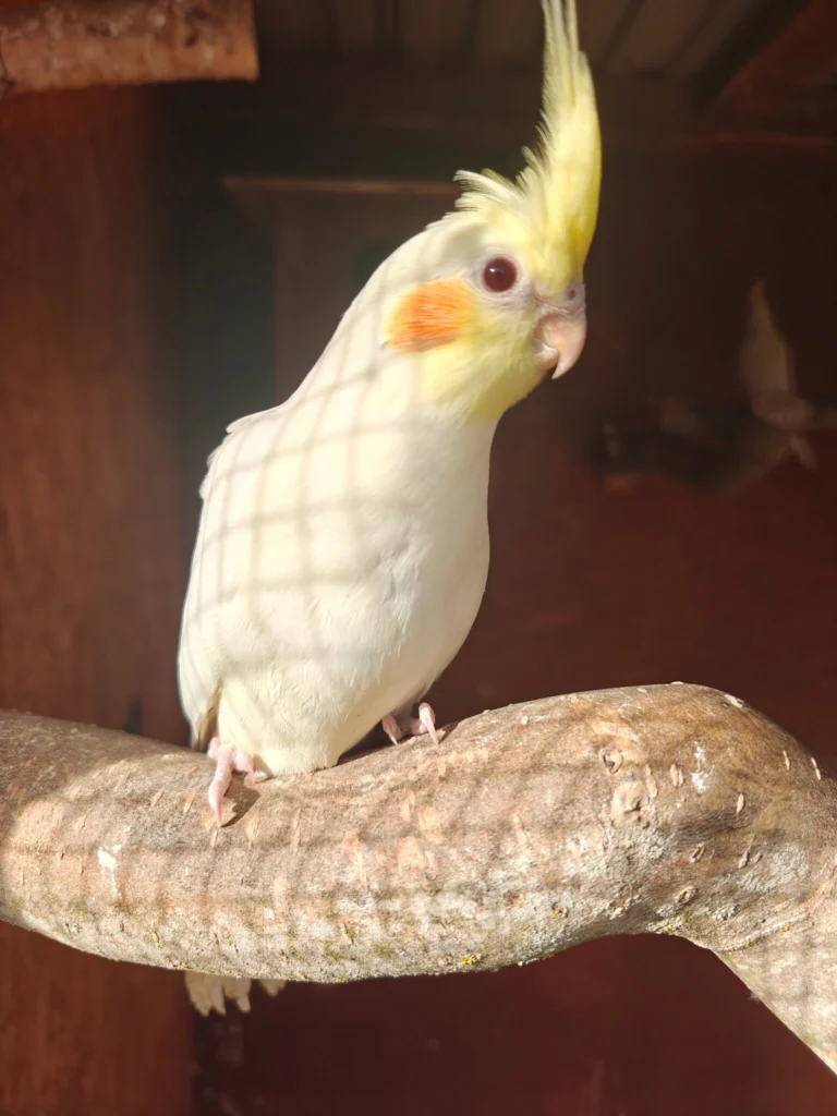 Papugi