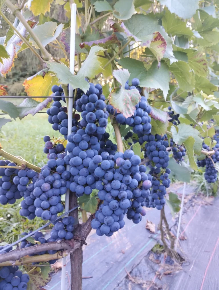 Sadzonka winorosli