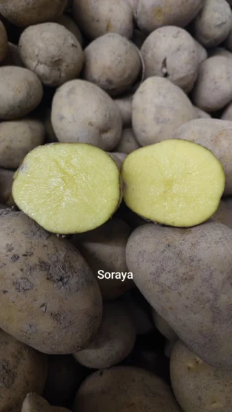 Ziemniaki Soraja