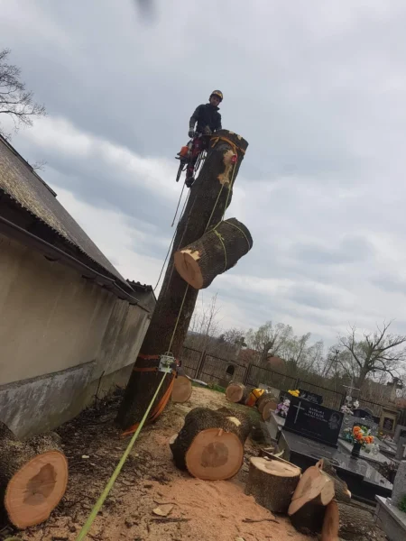 Wycinka Trudnych Drzew Izdebki