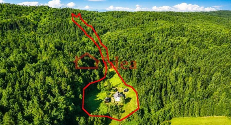 Dom w Orzechówce w sercu lasu