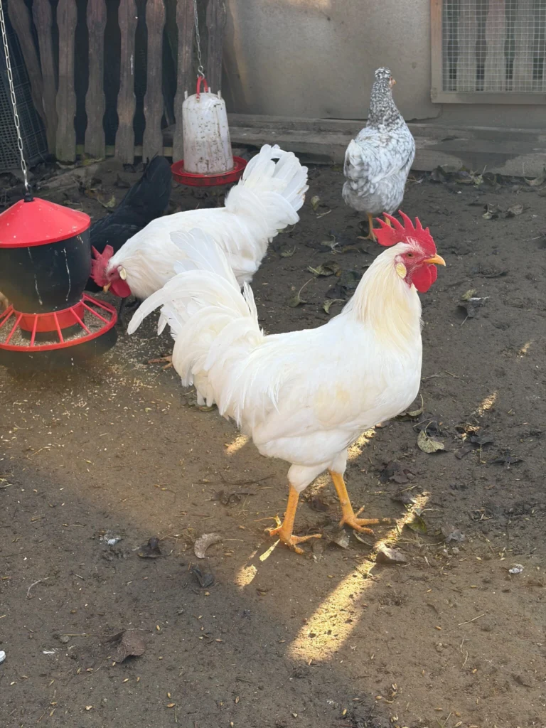 Koguty rasy - Leghorn