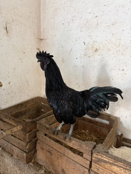 Kogut Ayam Cemani