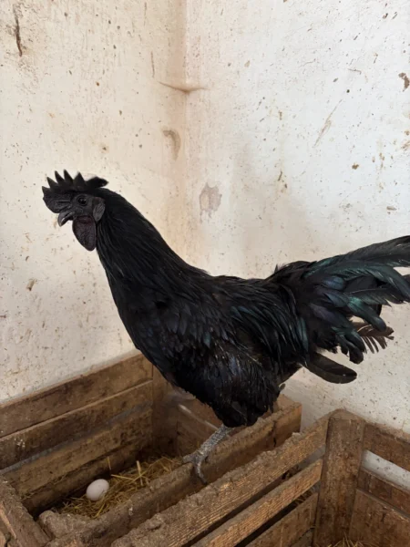 Kogut Ayam Cemani