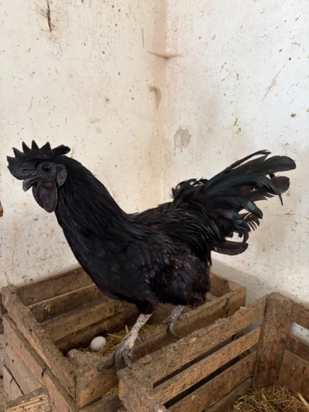 Kogut Ayam Cemani