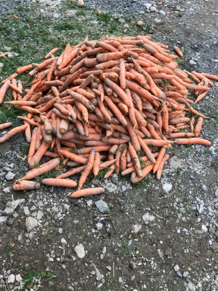 Ziemniaki warzywa ekologiczne