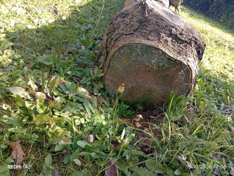 Kloc drewna świerkowego