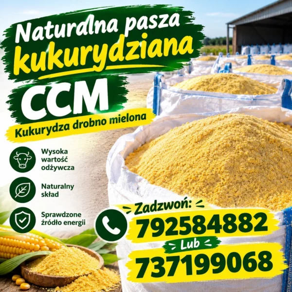 Kukurydza mielona CCM