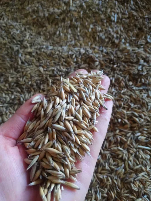 Owies od Rolnika. Czysty, suchy. Idealny na opał