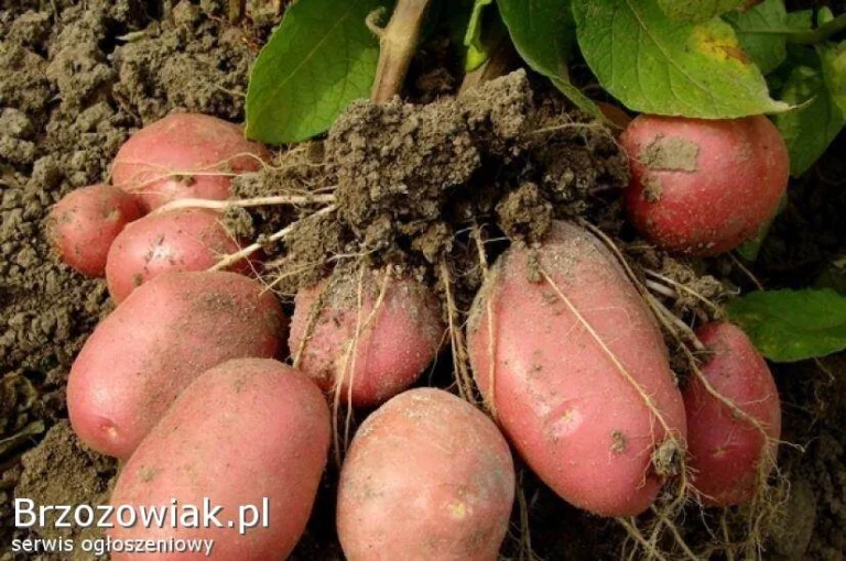 Ziemniaki Jurek Soraya Red Sonia Otolia Bellarosa