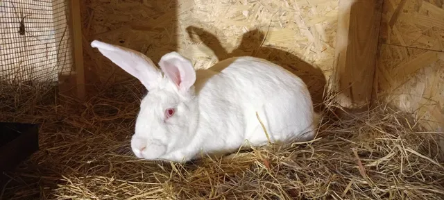 królik królica młode burgundzka , termondzka samiec samica
